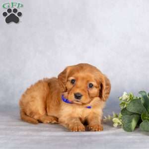 Scout, Miniature Golden Retriever Puppy
